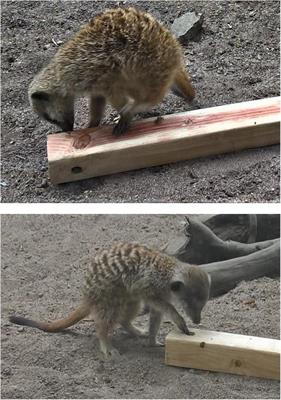 Attractant or Repellent? Behavioral Responses to Mammalian Blood Odor and to a Blood Odor Component in a Mesopredator, the Meerkat (Suricata suricatta)